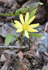 Grindelia lanceolata
