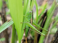 Conocephalus strictus