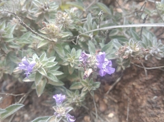 Evolvulus glomeratus