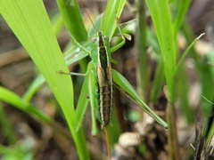 Conocephalus strictus