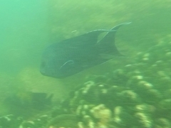 Microspathodon dorsalis