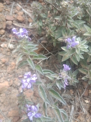 Evolvulus glomeratus