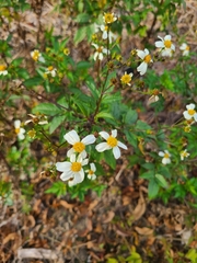 Bidens alba