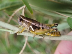 Paraidemona