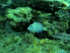 Acanthurus tractus