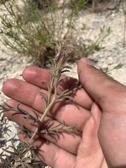 Cordylanthus kingii helleri
