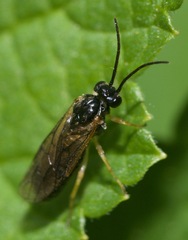 Euura ribesii