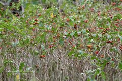 Citharexylum berlandieri