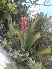 Aechmea comata