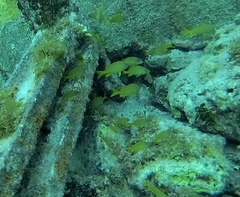 Haemulon flavolineatum