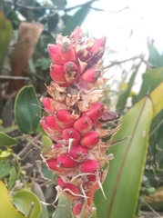Aechmea comata