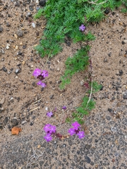 Glandularia aristigera