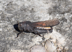 Arphia xanthoptera