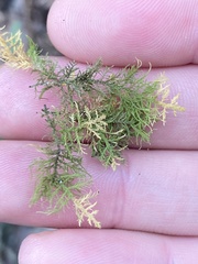 Thuidium delicatulum