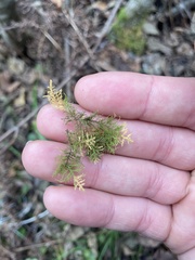 Thuidium delicatulum