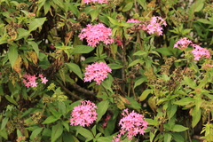 Pentas lanceolata