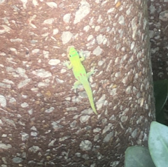 Phelsuma laticauda laticauda