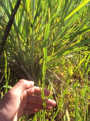 Baccharis trimera