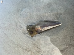 Pinnidae