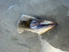 Pinnidae