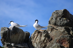 Sterna striata striata