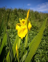 Iris pseudacorus