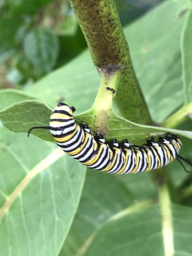 Monarch photographed in New Jersey