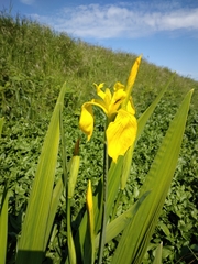 Iris pseudacorus
