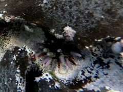 Eucidaris tribuloides