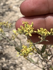 Eriogonum microtheca ambiguum