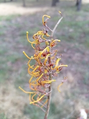 Grevillea robusta