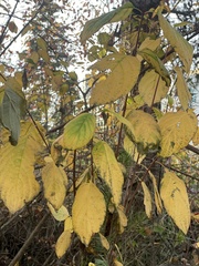 Cornus sericea