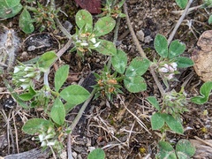 Trifolium scabrum