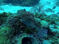 Acanthostracion polygonium