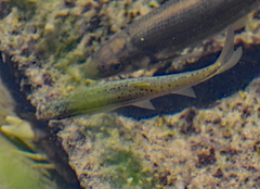 Chrosomus erythrogaster