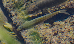 Chrosomus erythrogaster