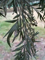 Grevillea robusta