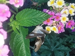 Melipotis fasciolaris