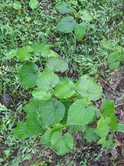 Piper umbellatum