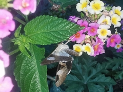 Melipotis fasciolaris