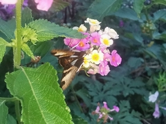 Melipotis fasciolaris