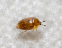 Sericoderus