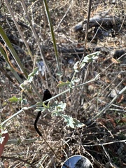 Ehrendorferia chrysantha