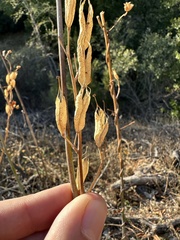 Ehrendorferia chrysantha