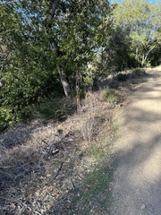 Ehrendorferia chrysantha