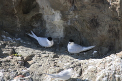 Sterna striata striata