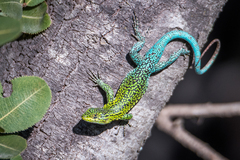 Liolaemus tenuis