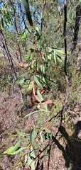 Acacia salicina
