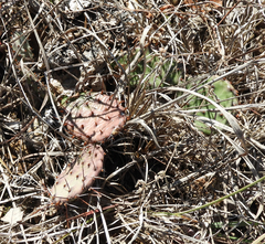 Opuntia macrorhiza
