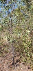 Acacia salicina